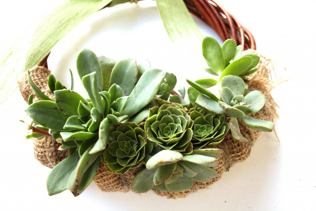 Living Succulent Wreath | Botanista: Home Of Fleurieu Gifts