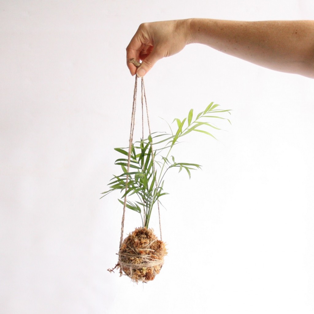 Complete Kokedama Kit with Plant | Botanista: Home of Fleurieu Gifts